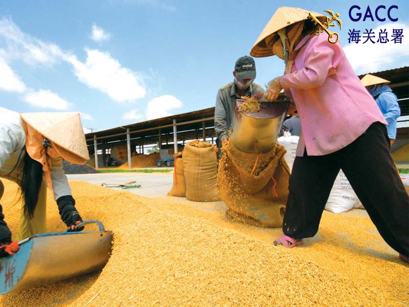 Thủ tục xuất khẩu gạo sang Trung Quốc 2