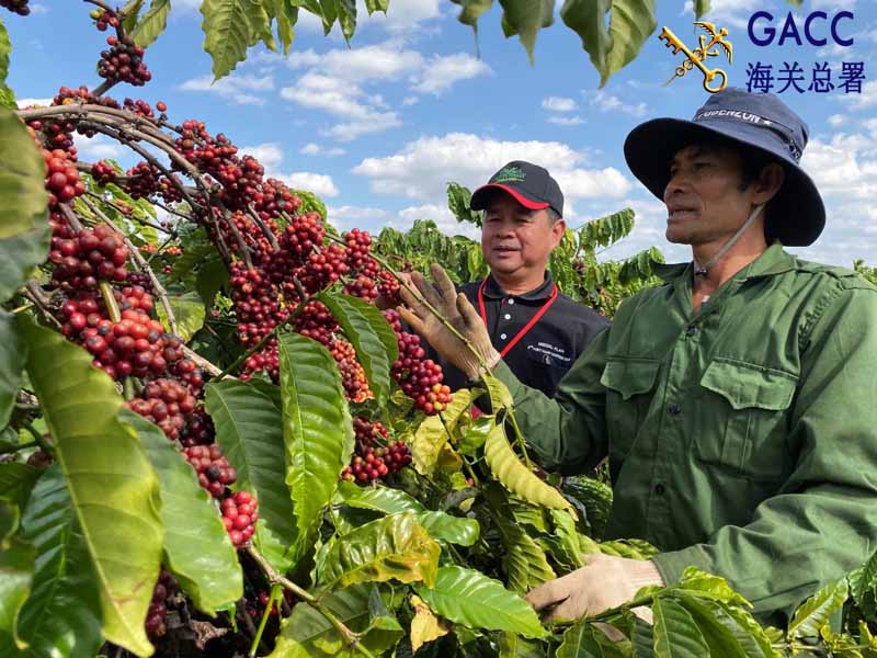Tình hình xuất khẩu cà phê sang Trung Quốc hiện nay