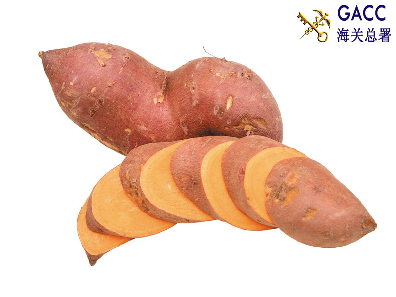 Quy định khi xuất khẩu khoai lang sang Trung Quốc